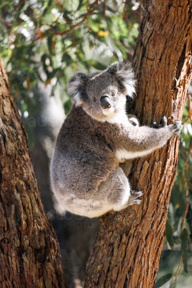 Mother and baby koala climbing Australian eucalyptus tree - Australian Stock Image