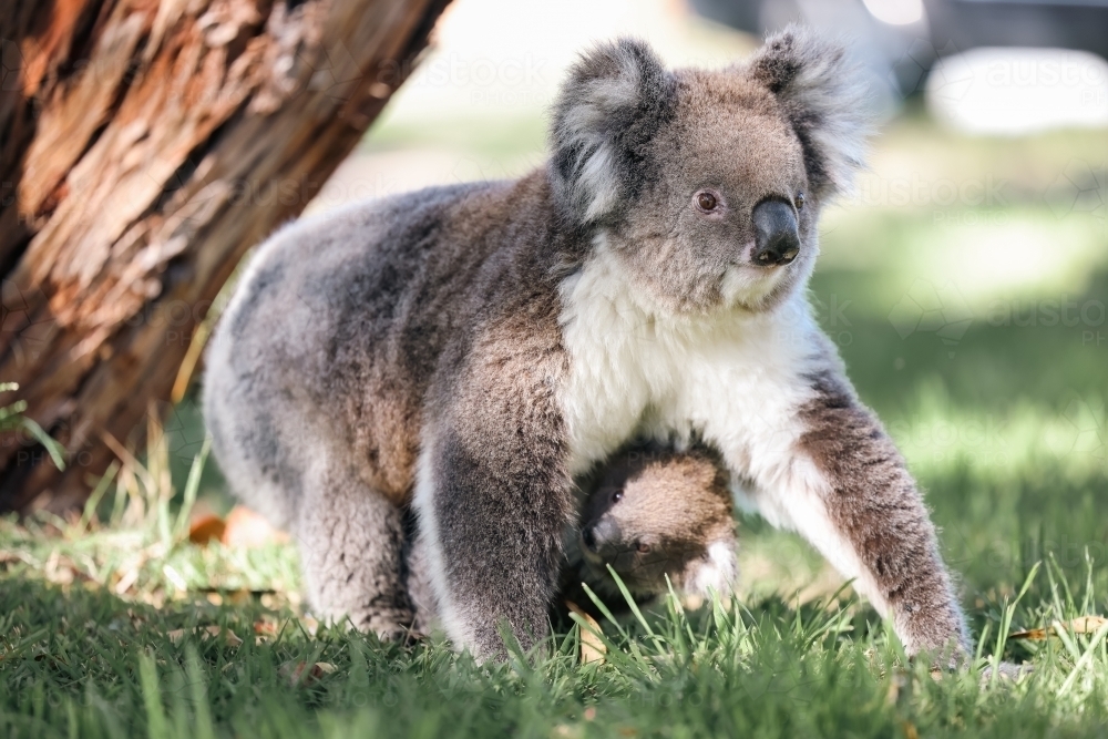 Mother and baby koala down on the ground walking on the grass - Australian Stock Image