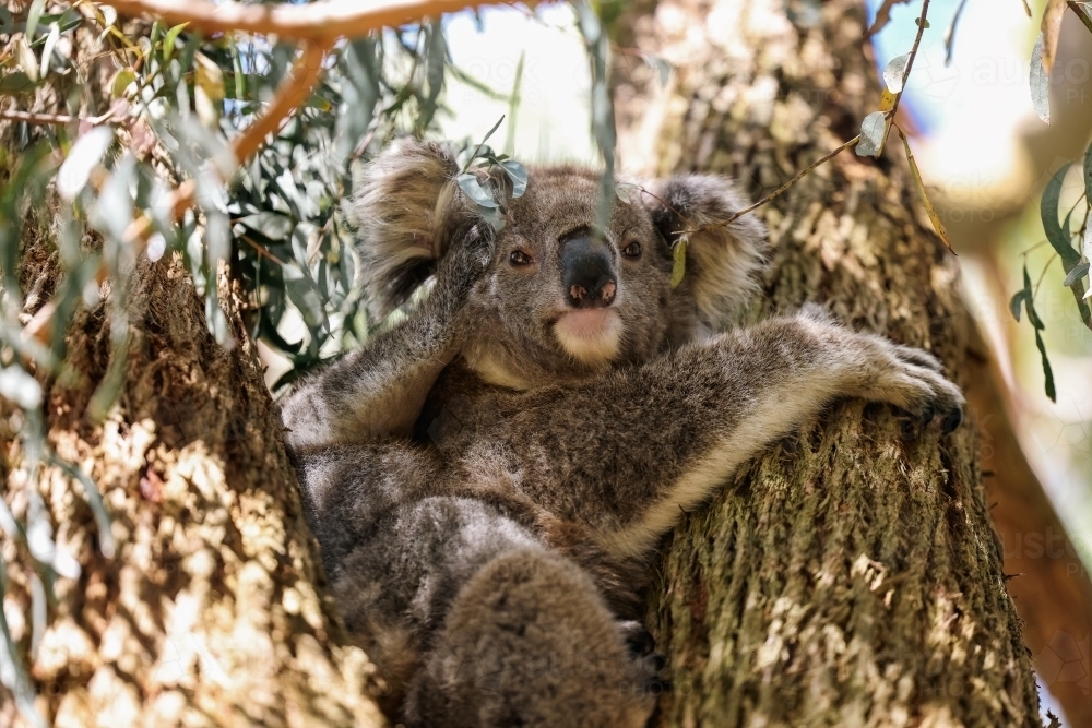 Mother and baby koala sitting together in Australian eucalyptus tree - Australian Stock Image
