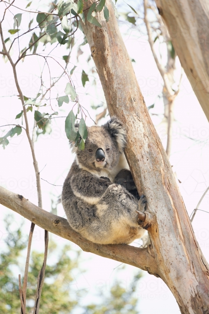 Mother and baby koala sitting together in Australian eucalyptus tree - Australian Stock Image