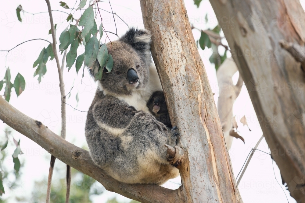 Mother and baby koala sitting together in Australian eucalyptus tree - Australian Stock Image
