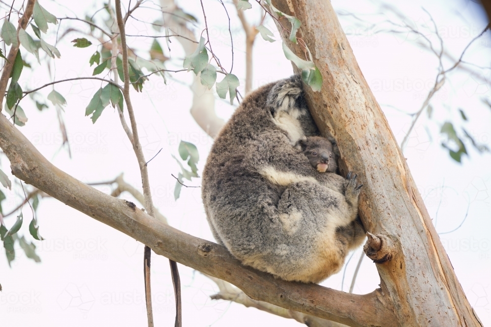 Mother and baby koala sitting together in Australian eucalyptus tree - Australian Stock Image