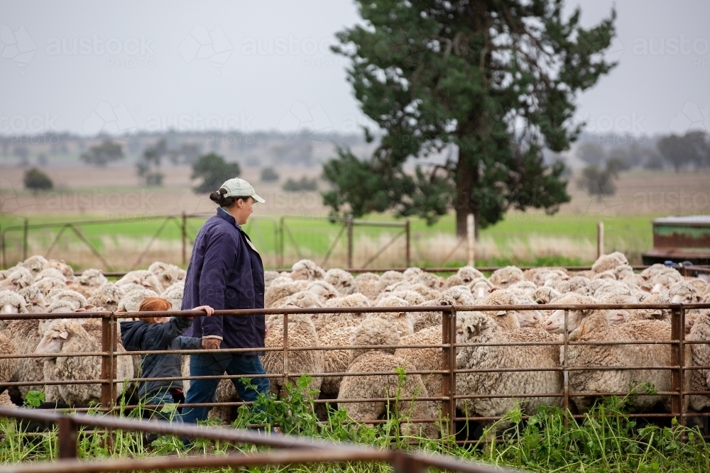 Mother and daughter working sheep in the yards - Australian Stock Image