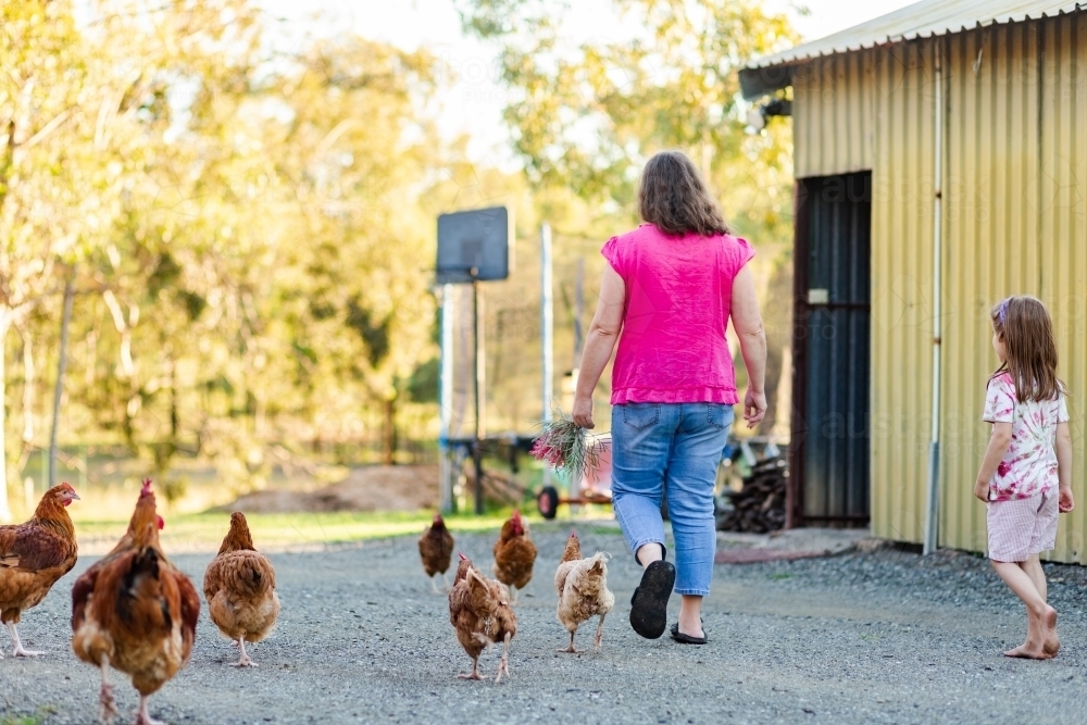 Mother and kid walking on farm driveway with chooks, hens and rooster following - Australian Stock Image