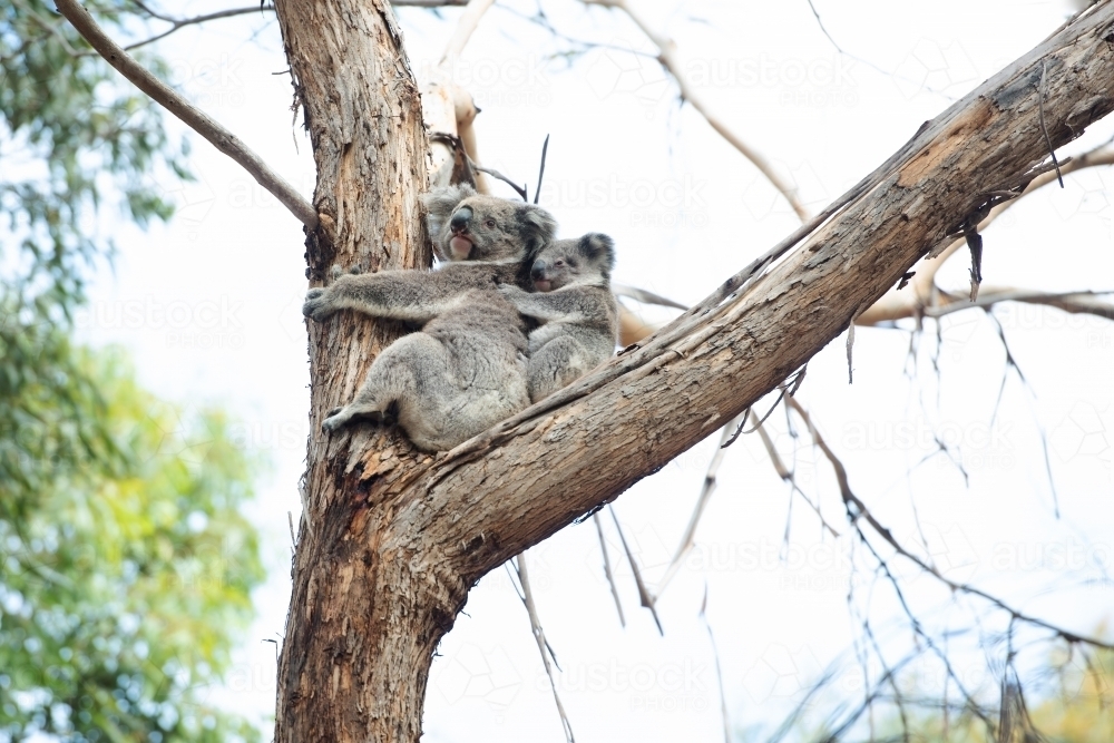 Mother and sleeping baby koala in eucalyptus tree - Australian Stock Image