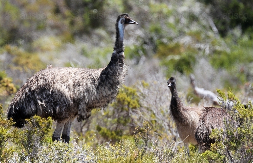 Mother emu and her chicks - Australian Stock Image