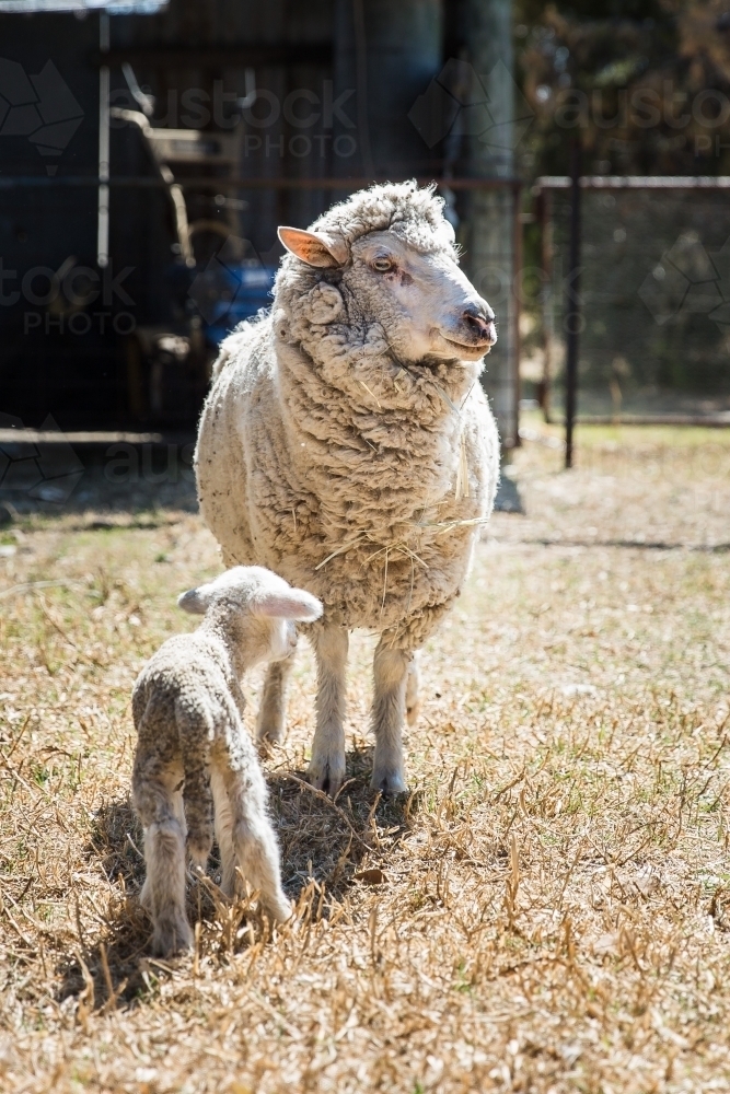 Mother ewe sheep standing in yards on farm in drought with newborn lamb - Australian Stock Image