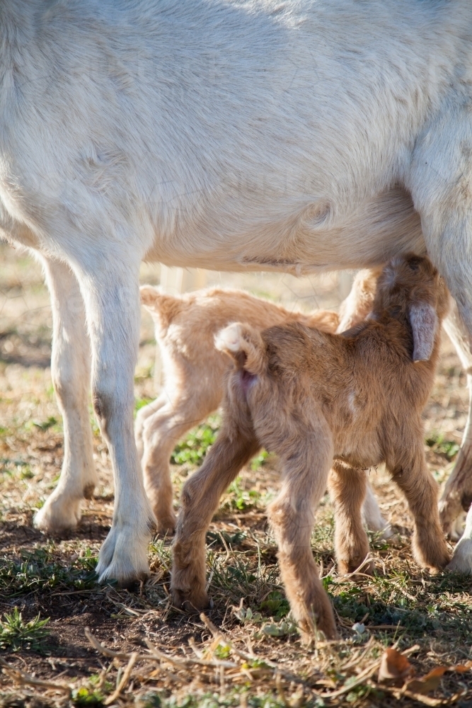 Mother goat with twin kids (baby goats) on a farm - Australian Stock Image