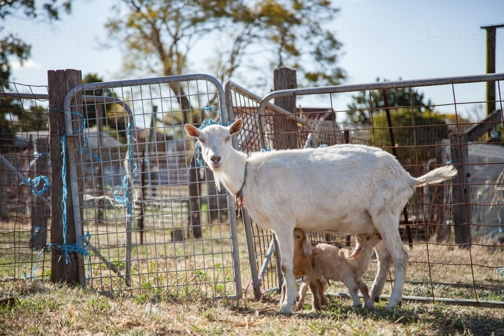 Mother goat with twin kids (baby goats) on a farm - Australian Stock Image