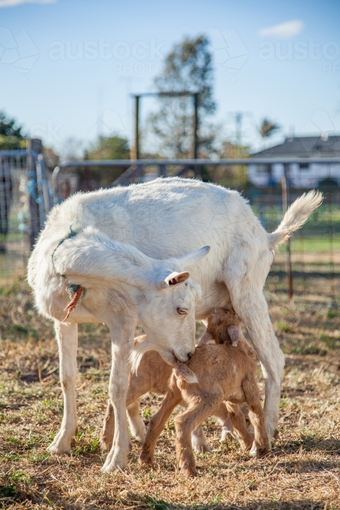 Image of Mother goat with twin kids (baby goats) on a farm Austockphoto