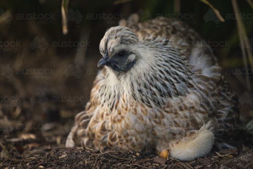 Mother hen nesting with baby duckling in garden - Australian Stock Image
