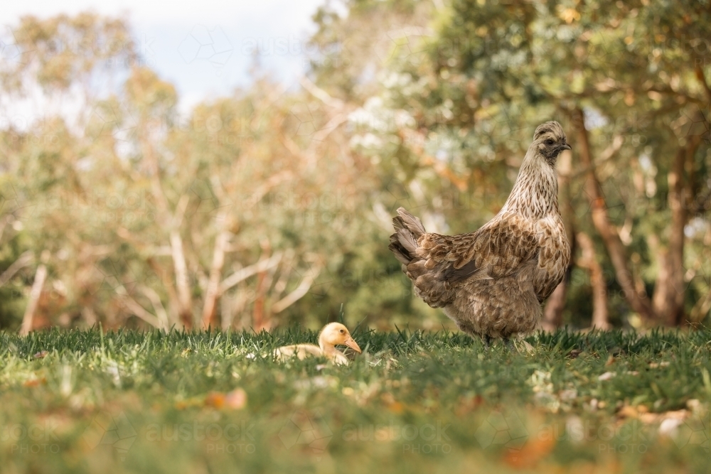 Mother hen protecting yellow baby duckling, mismatched family on farm - Australian Stock Image