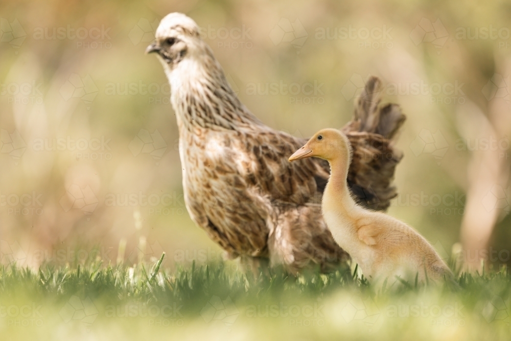 Mother hen protecting yellow baby duckling, mismatched family on farm - Australian Stock Image