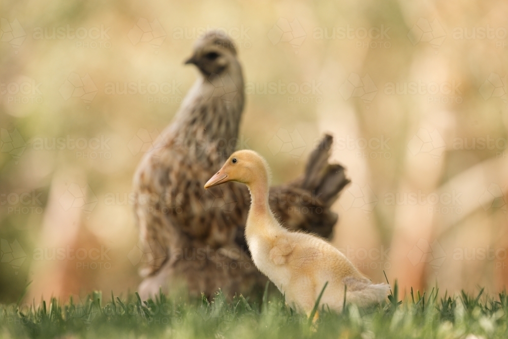 Mother hen protecting yellow baby duckling, mismatched family on farm - Australian Stock Image
