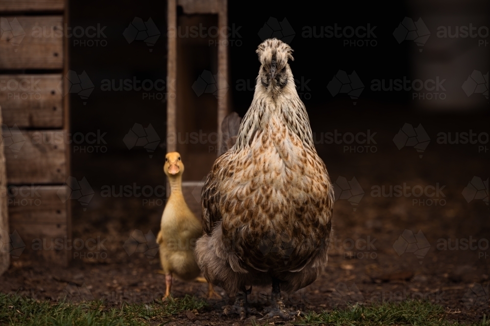 Mother hen protecting yellow baby duckling on farm - Australian Stock Image