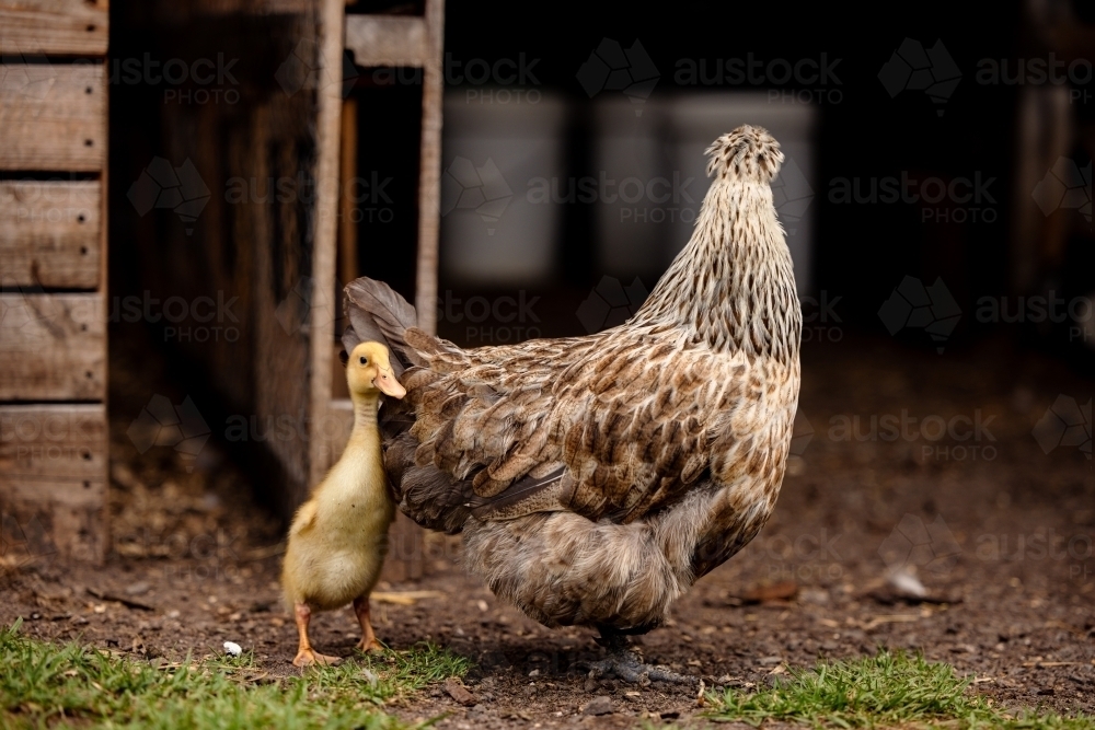Mother hen protecting yellow baby duckling on farm - Australian Stock Image
