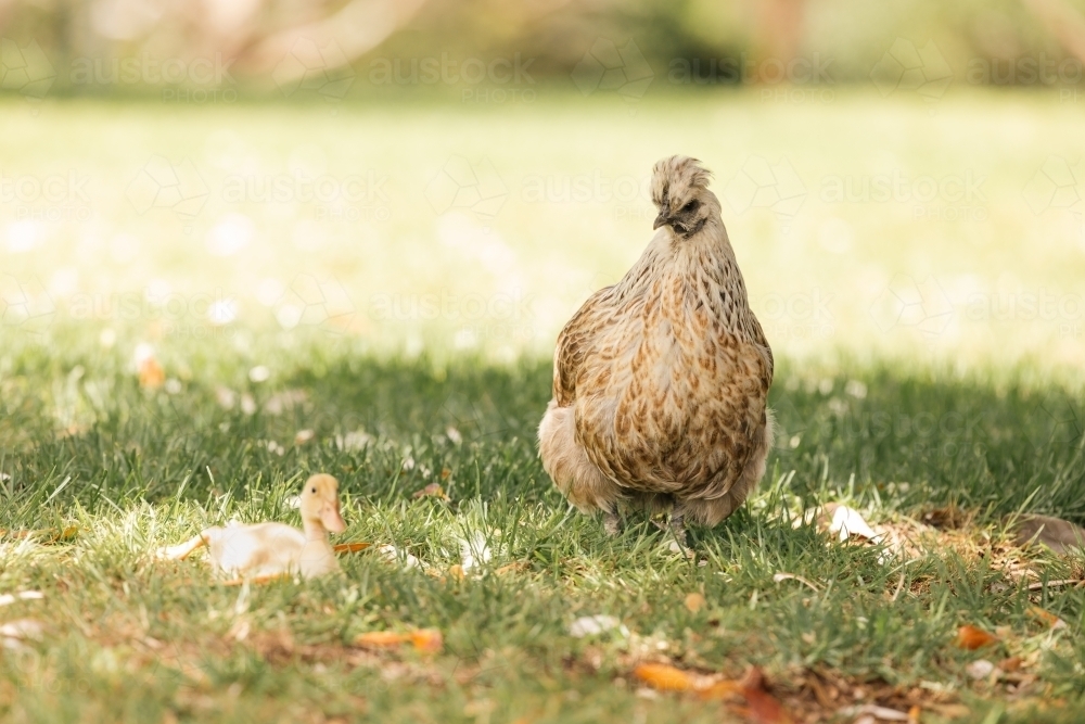 Mother hen protecting yellow baby duckling on farm - Australian Stock Image