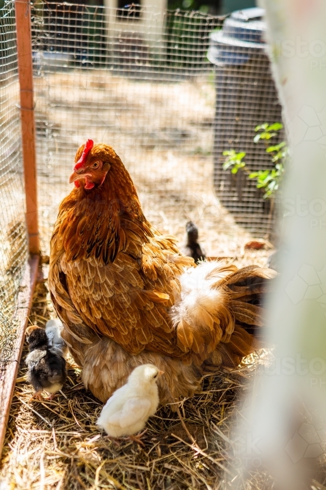 Image of Mother hen with baby chickens in pen in chook yard Austockphoto