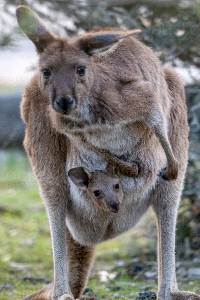 Mother kangaroo carrying joey snugly in pouch, both watching closely - Australian Stock Image