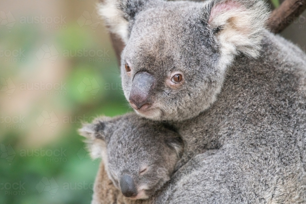 Mother koala looks up into camera lens as her baby sleeps in her arms. - Australian Stock Image