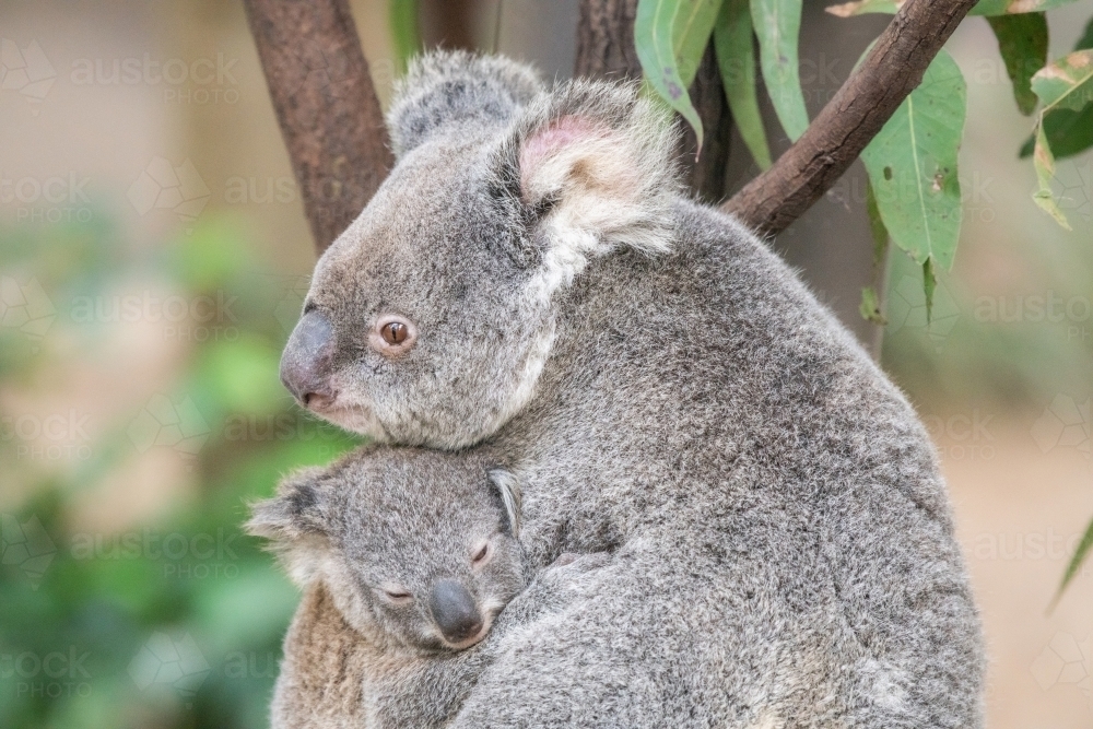 Mother koala rests her head on her baby’s head as it sleeps in her arms - Australian Stock Image