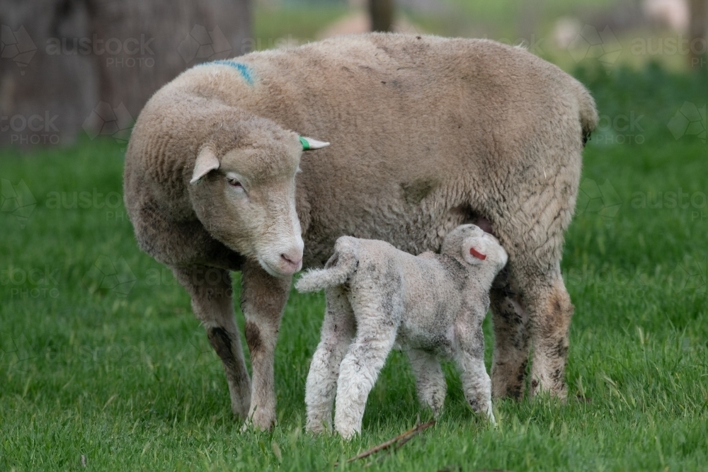 Mother sheep with her lamb feeding on a green pastured farm. - Australian Stock Image