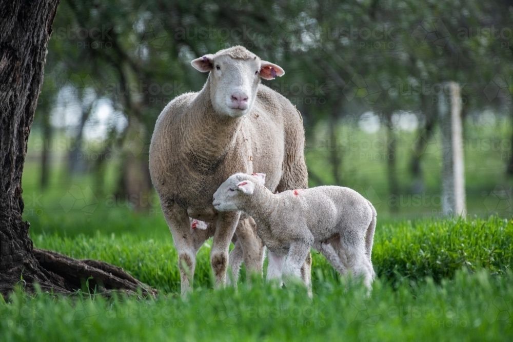 Mother sheep with her lamb on a green pastured farm. - Australian Stock Image