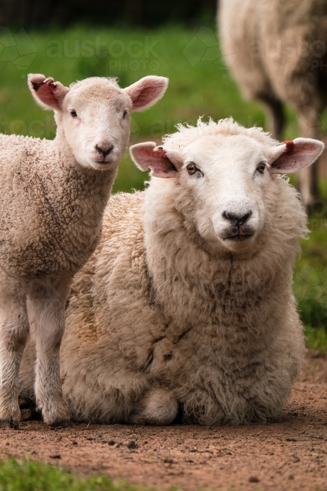 Mother sheep with lamb - Australian Stock Image