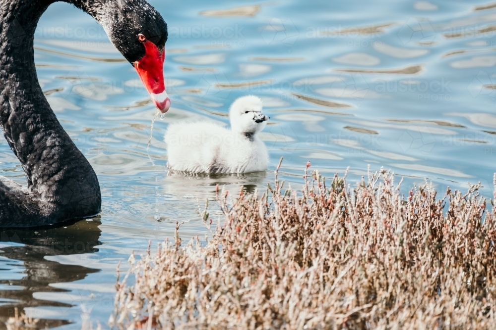 Image of Mother swan and Austockphoto