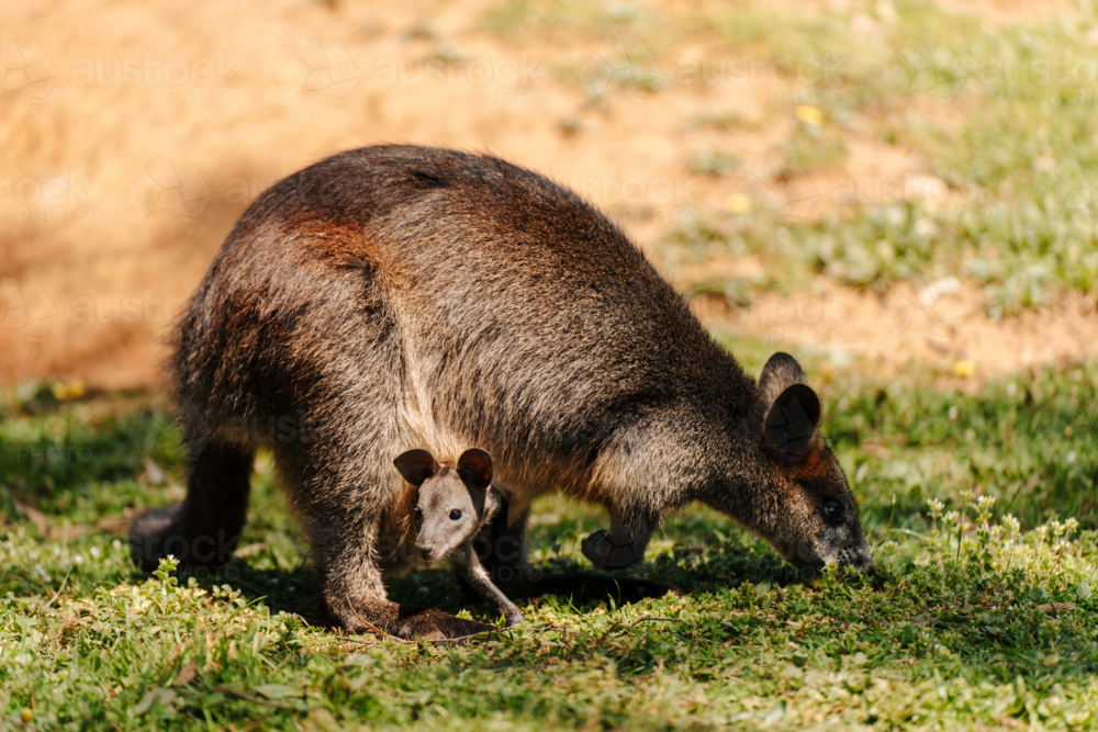 Mother Wallaby looking for food on the ground while young Joey rests in the pouch. - Australian Stock Image