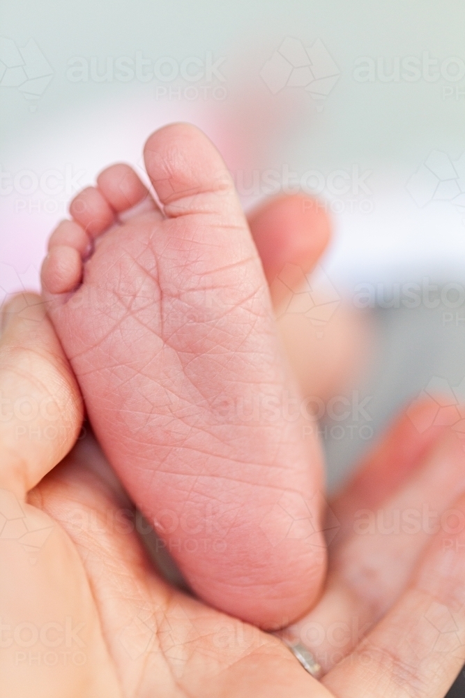 mothers hand holding newborn infants foot - Australian Stock Image