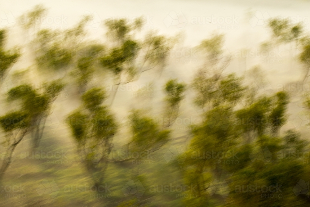 Motion blur shot of bushland - Australian Stock Image