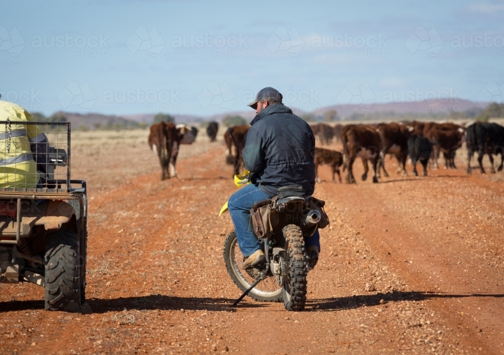 Motorbike and cattle on station in the outback - Australian Stock Image