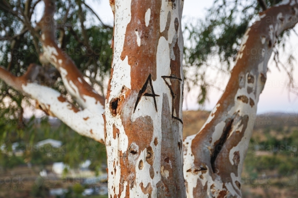Mottled eucalyptus tree in outback town - Australian Stock Image