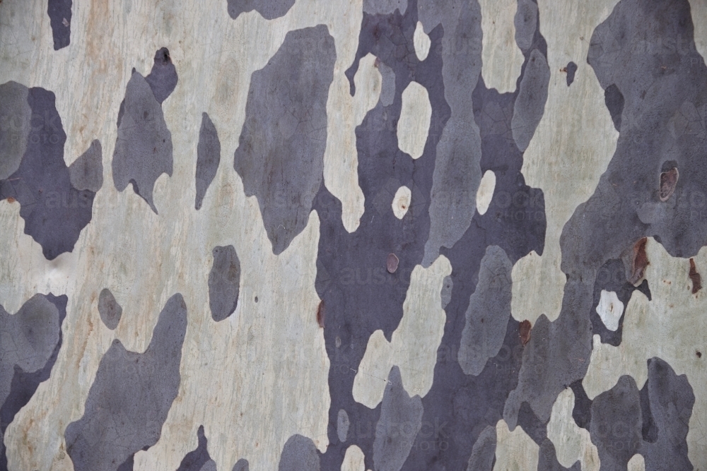 Mottled natural pattern of Eucalyptus tree - Australian Stock Image