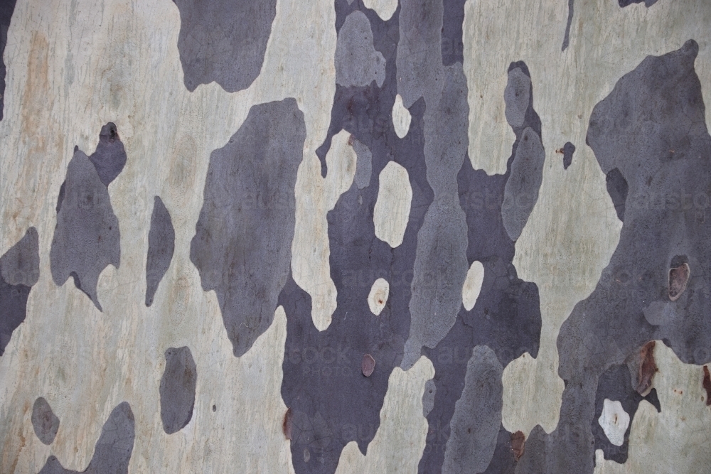 Mottled natural pattern of Eucalyptus tree - Australian Stock Image
