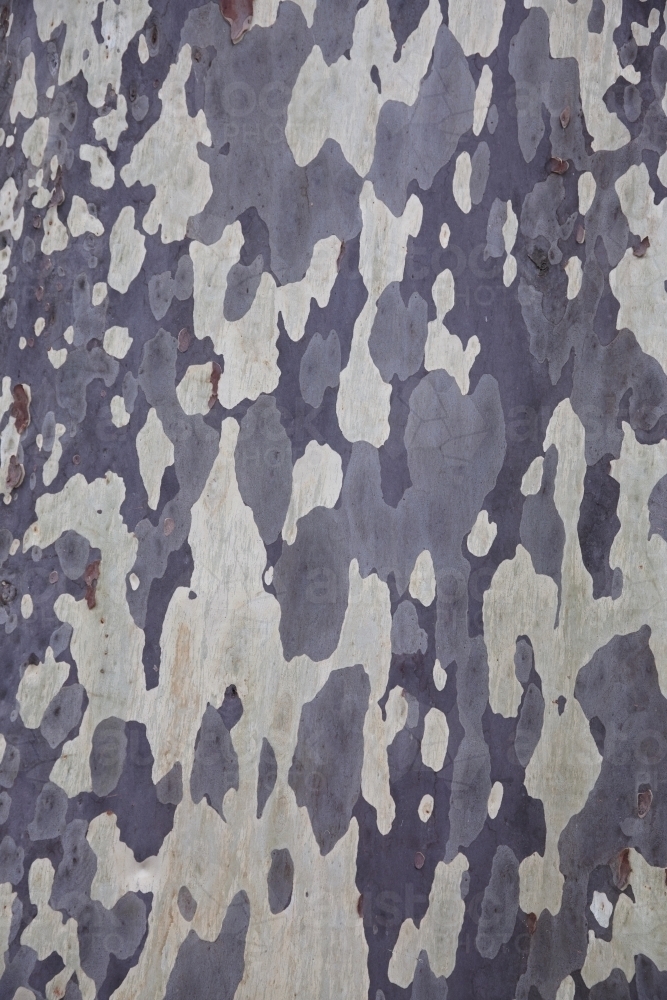 Mottled natural pattern of Eucalyptus tree - Australian Stock Image