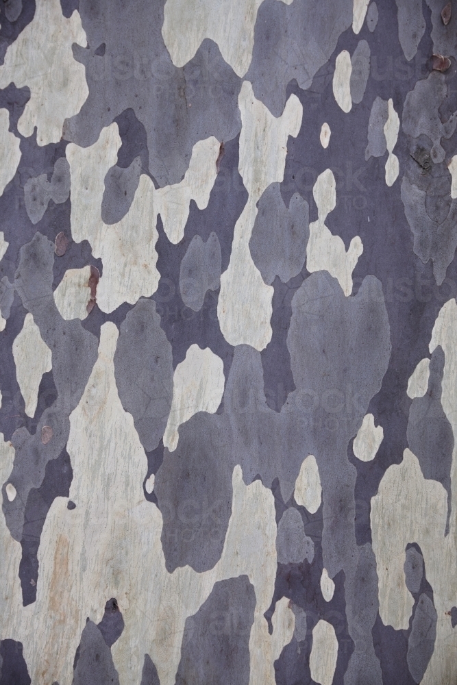 Mottled natural pattern of Eucalyptus tree - Australian Stock Image