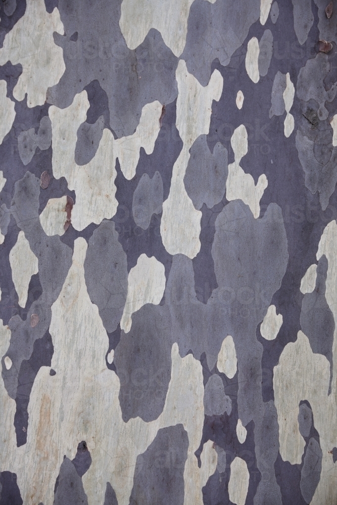 Mottled natural pattern of Eucalyptus tree - Australian Stock Image