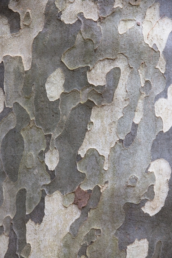 Mottled pattern of bark on a plane tree - Australian Stock Image