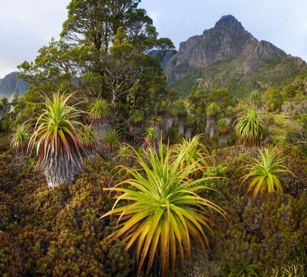 Mount Anne from Pandani Shelf - Australian Stock Image