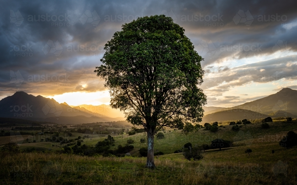 Mount Barney and tree at Sunset - Australian Stock Image
