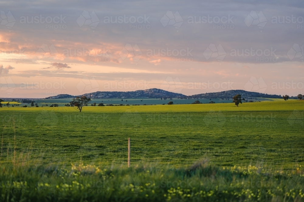 Mount Hope in Central Victoria, Australia at sunset with canola fields in foreground - Australian Stock Image