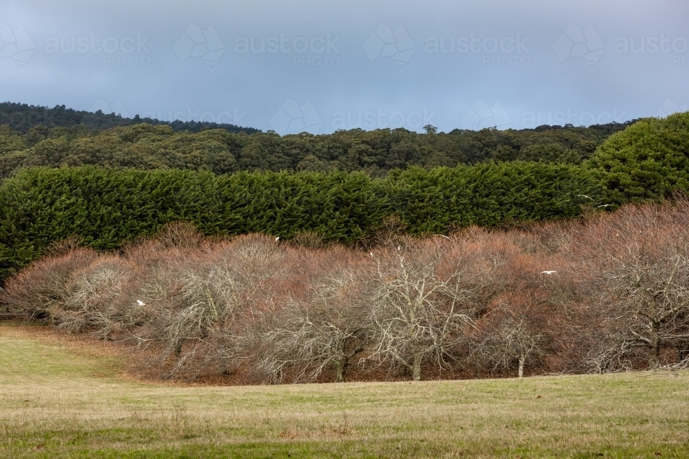 Mount Macedon with Cockatoos in Deciduous Trees - Australian Stock Image