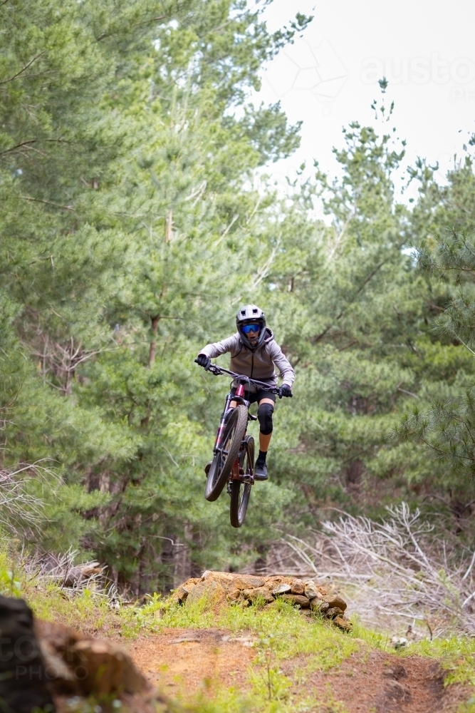 mountain bike rider getting air over dirt jumps in pine forest - Australian Stock Image