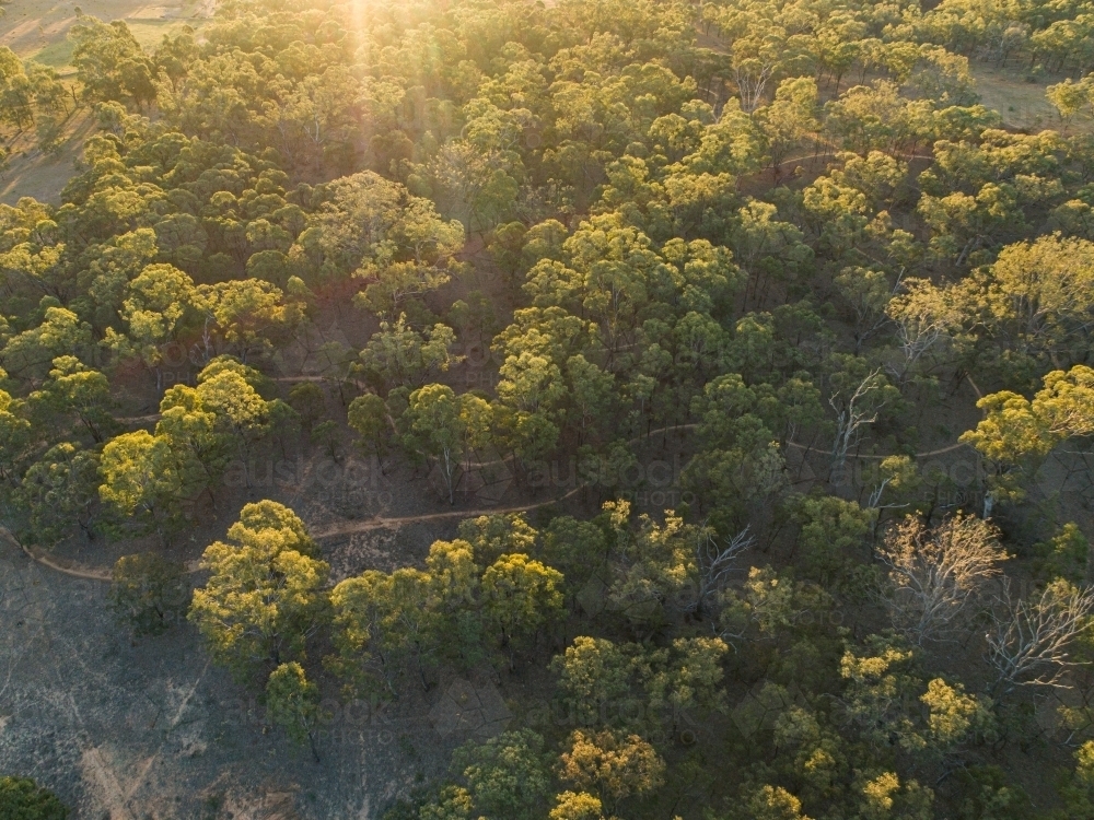 Mountain bike track winding through trees in paddock - Australian Stock Image