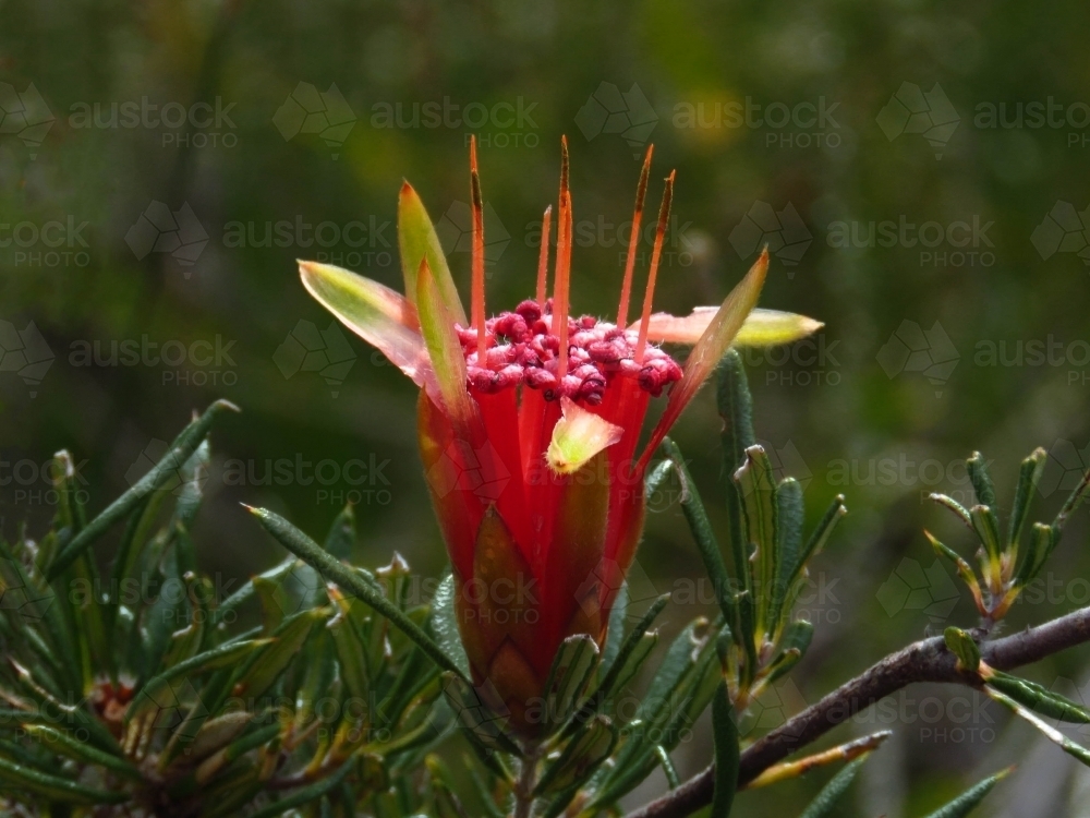 Mountain Devil flower and foliage (Lambertia formosa) on green - Australian Stock Image