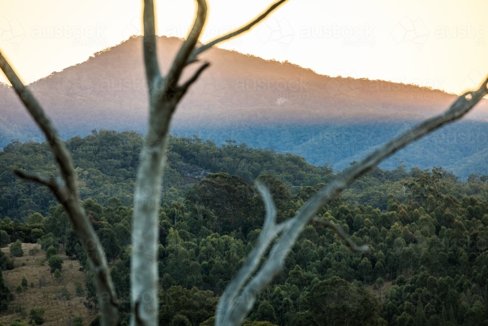 Mountain seen through tree branches at sunset - Australian Stock Image