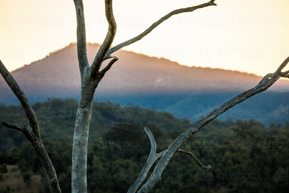Mountain seen through tree branches at sunset - Australian Stock Image