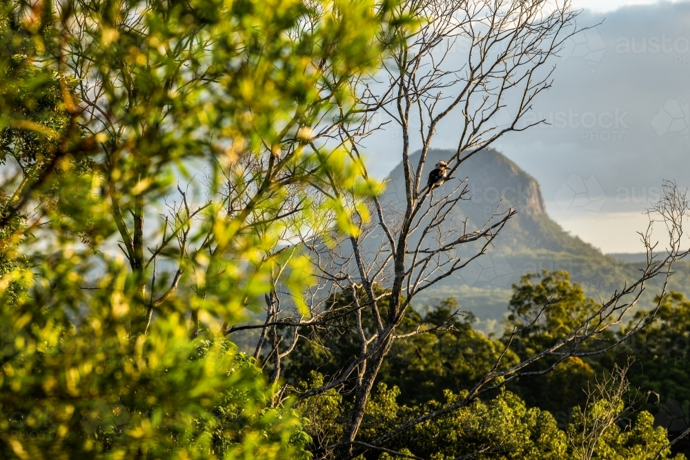 Mountain through foliage at Glass House Mountains with kookaburra in tree - Australian Stock Image